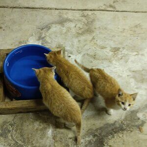 Meet your Posher, kitties shop